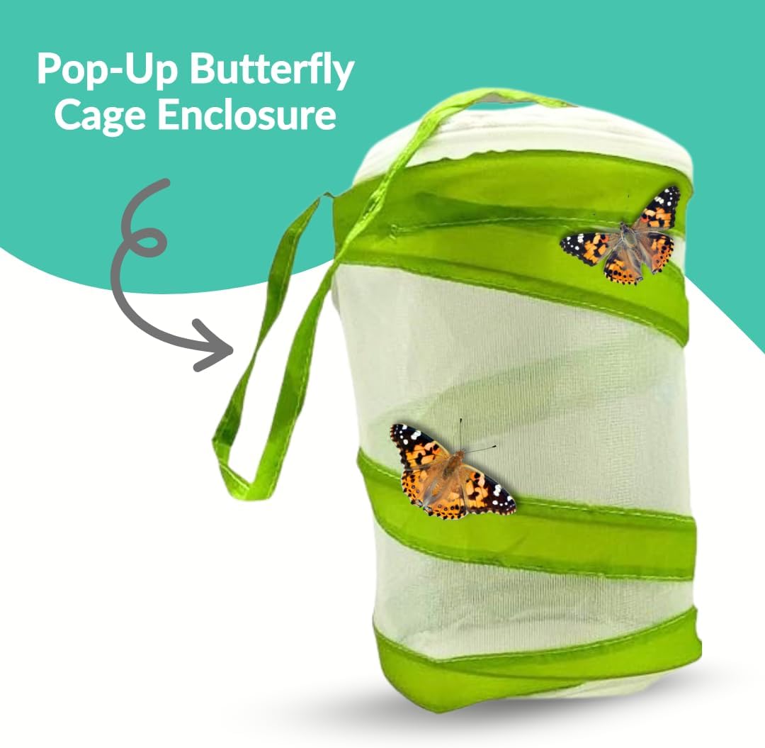 Clearwater Butterfly Live Painted Lady Butterflies - Butterfly Growing Kit with Live Caterpillars - Mesh Cage Included - Butterfly Habitat - 5 Live Caterpillars to Butterflies - Live Butterfly Kit