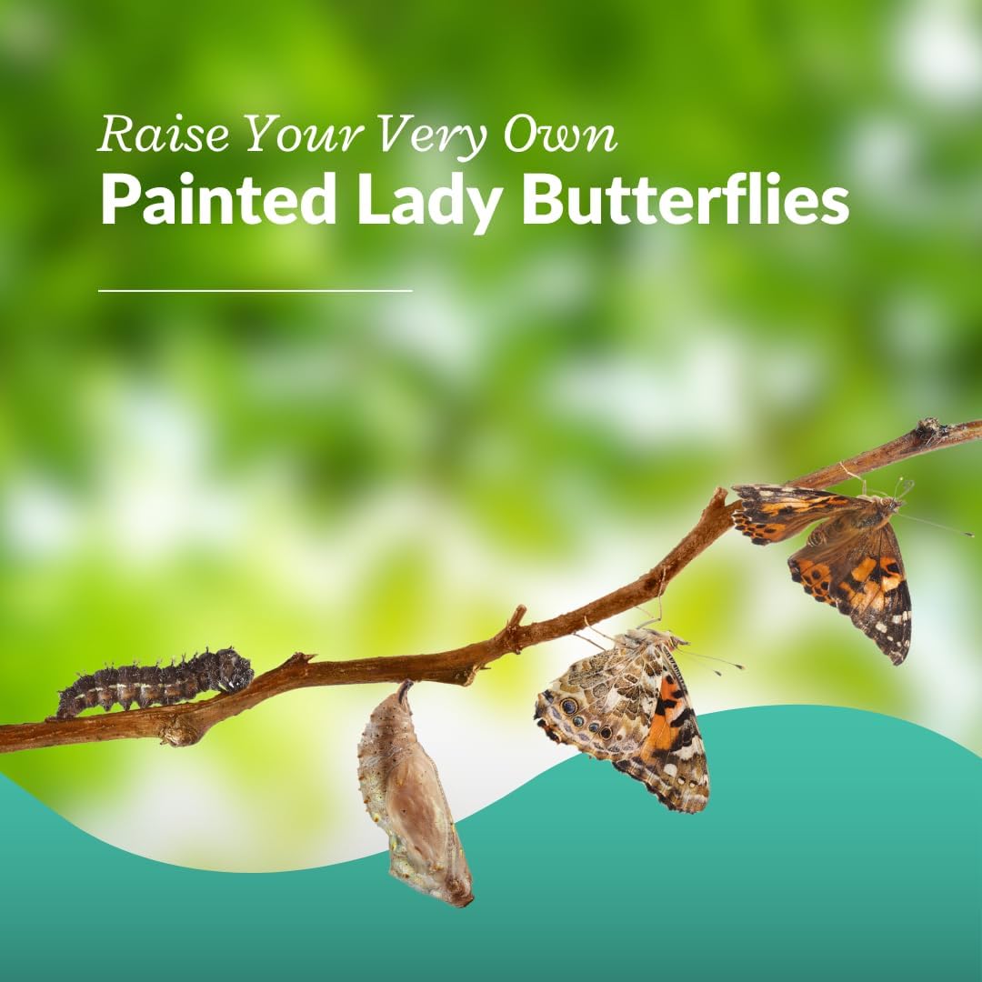 Clearwater Butterfly Live Painted Lady Butterflies - 5 Live Caterpillars - Live Caterpillars to Butterflies - Caterpillars for Butterfly Kit - Mesh Cage Not Included - Live Butterfly Kit - 5 Count