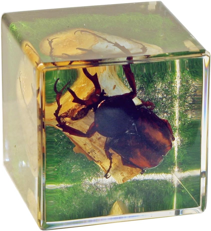 REALBUG Real Antler Horned Beetle Cube Desk Decoration