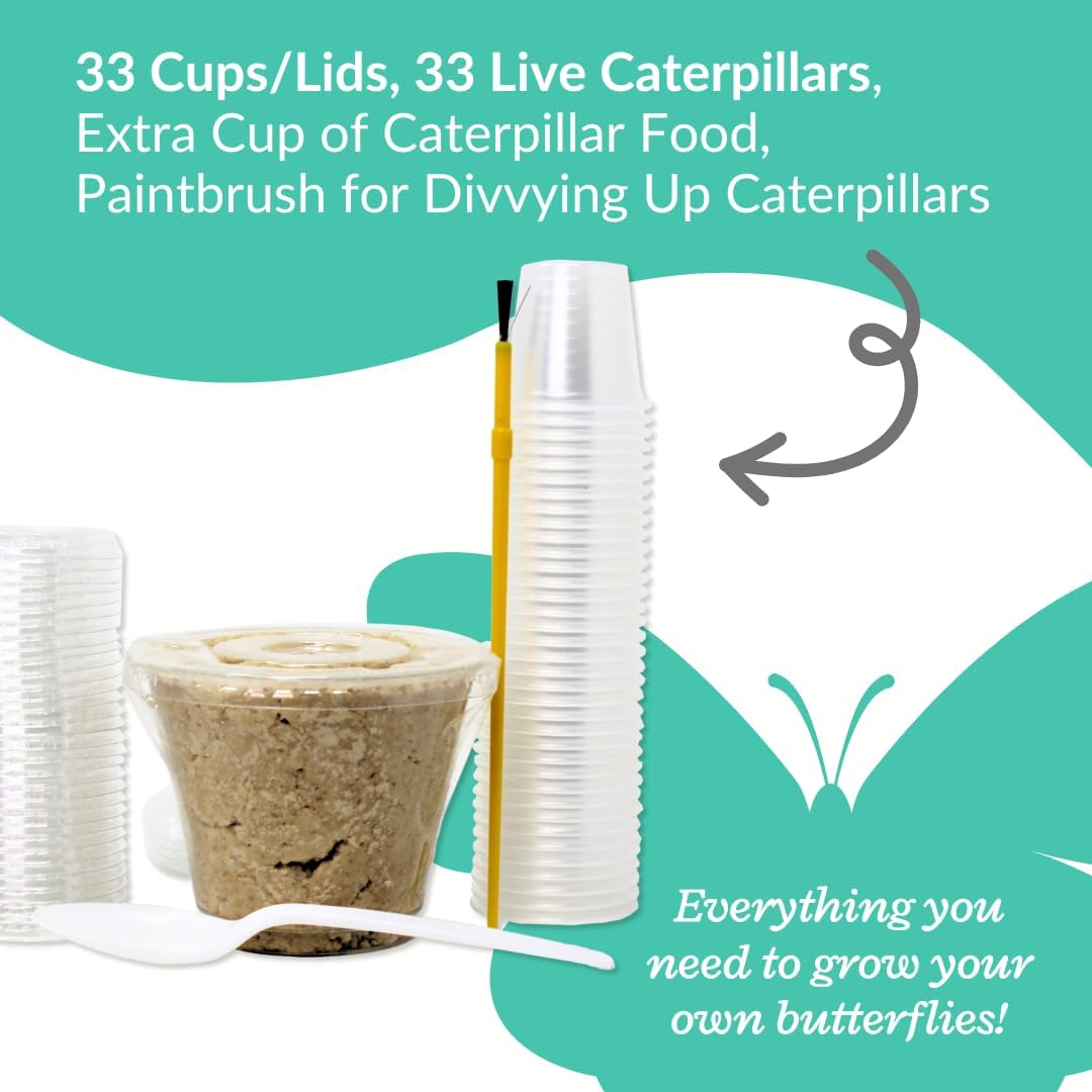 Clearwater Butterfly Live Painted Lady Butterflies - 33 Live Caterpillars Kit - Live Caterpillars to Butterflies - Classroom/School Kit & Habitat - (Suitable for All Ages)
