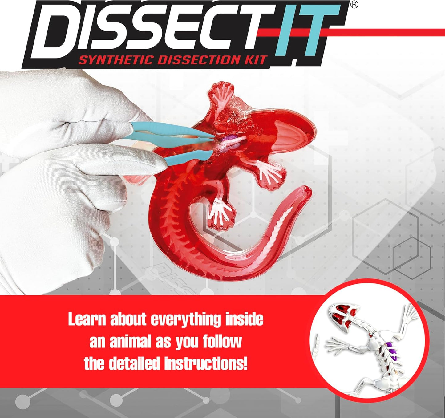 Dissect-It Kit for Kids, Simulated Synthetic Lab Dissection Toy, Salamander STEM Toys for Animal Science, Biology, and Anatomy