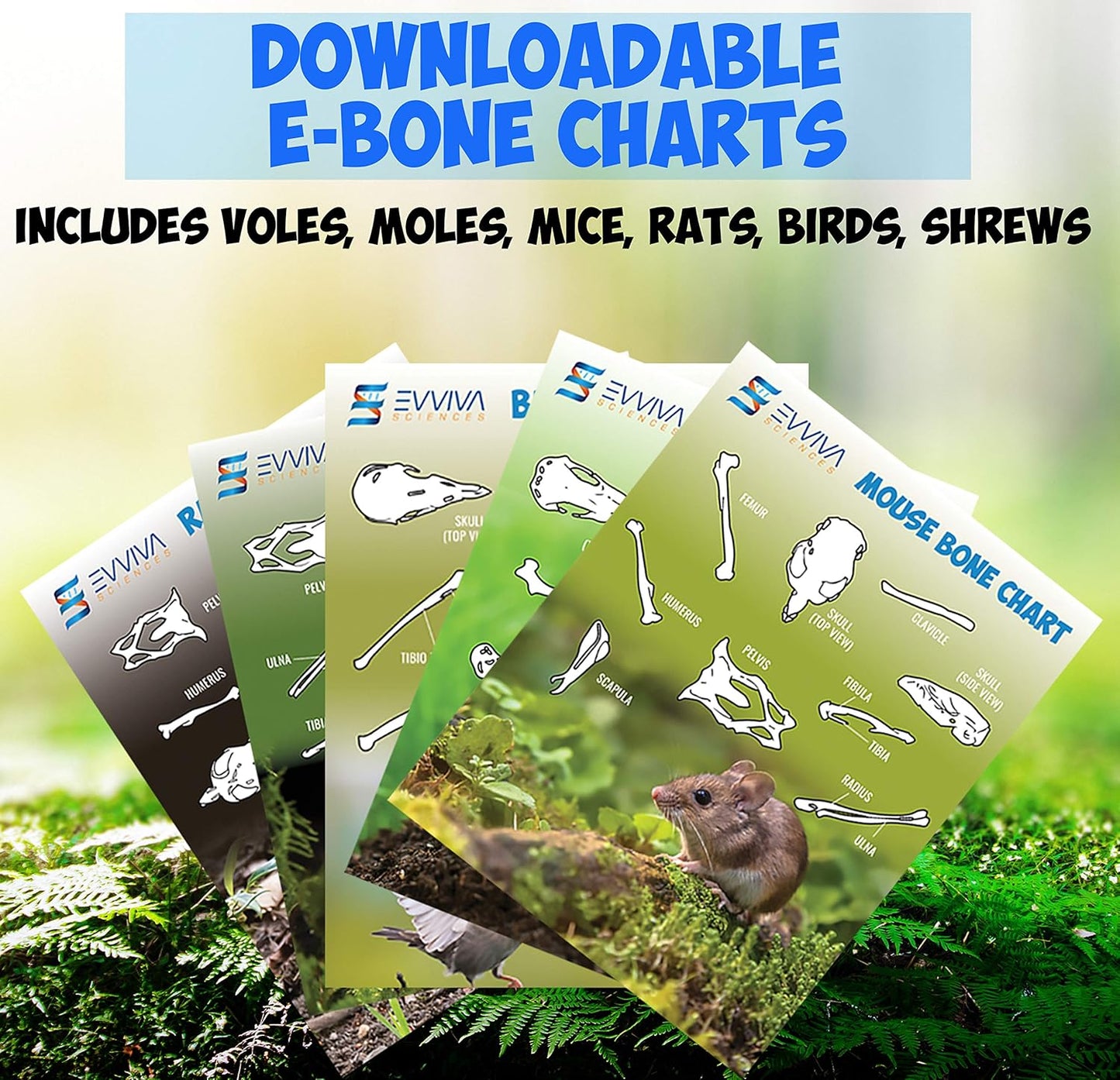 Amazing Owl Pellet Dissection Kit 5-Piece Set for Science Lab Projects Includes Tweezers and Wooden Probes Ideal for Ages 15 & Older Barn Owl eBook Included